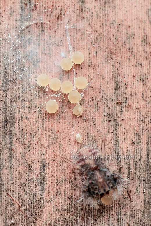 An ultra rare spider genus Neobrettus